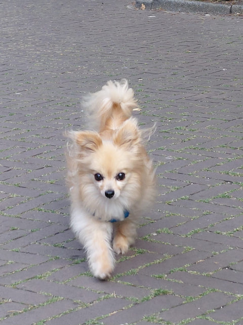 Manolo